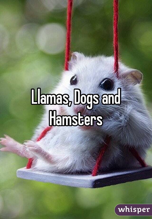 Llamas, Dogs and Hamsters