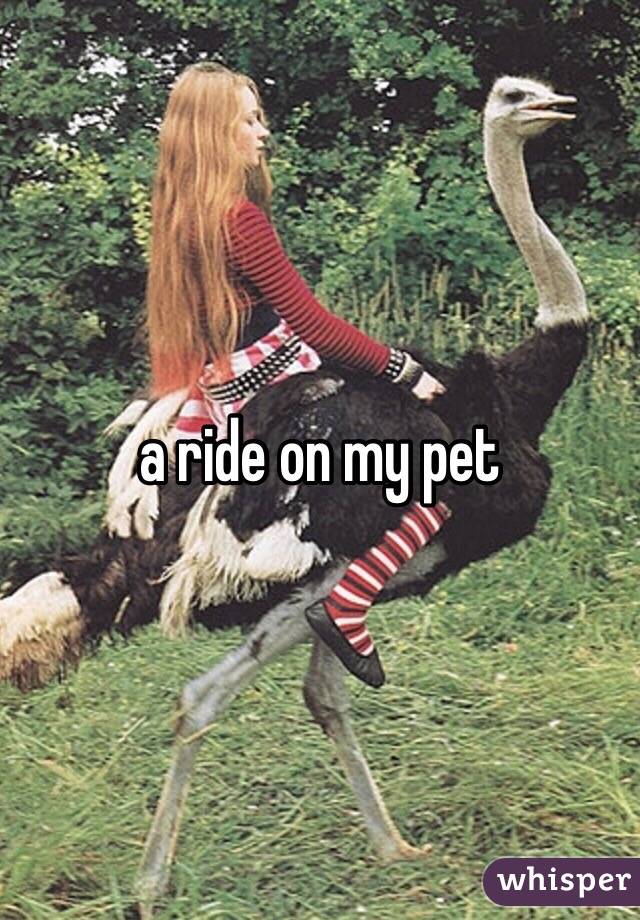 a ride on my pet