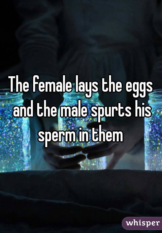 The female lays the eggs and the male spurts his sperm in them 