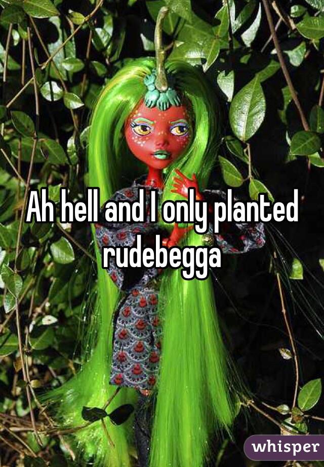 Ah hell and I only planted rudebegga 