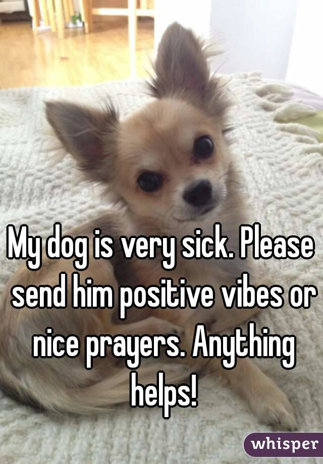 My dog is very sick. Please send him positive vibes or nice prayers. Anything helps!