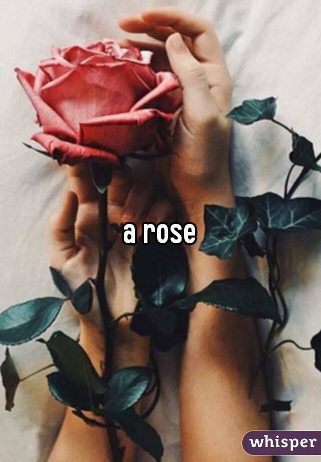 a rose