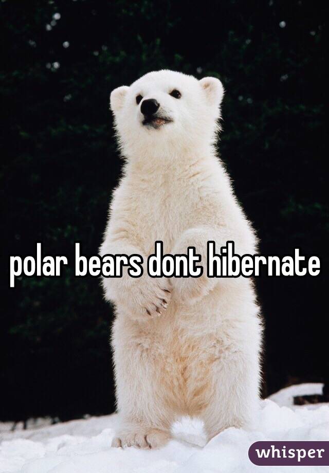 polar bears dont hibernate