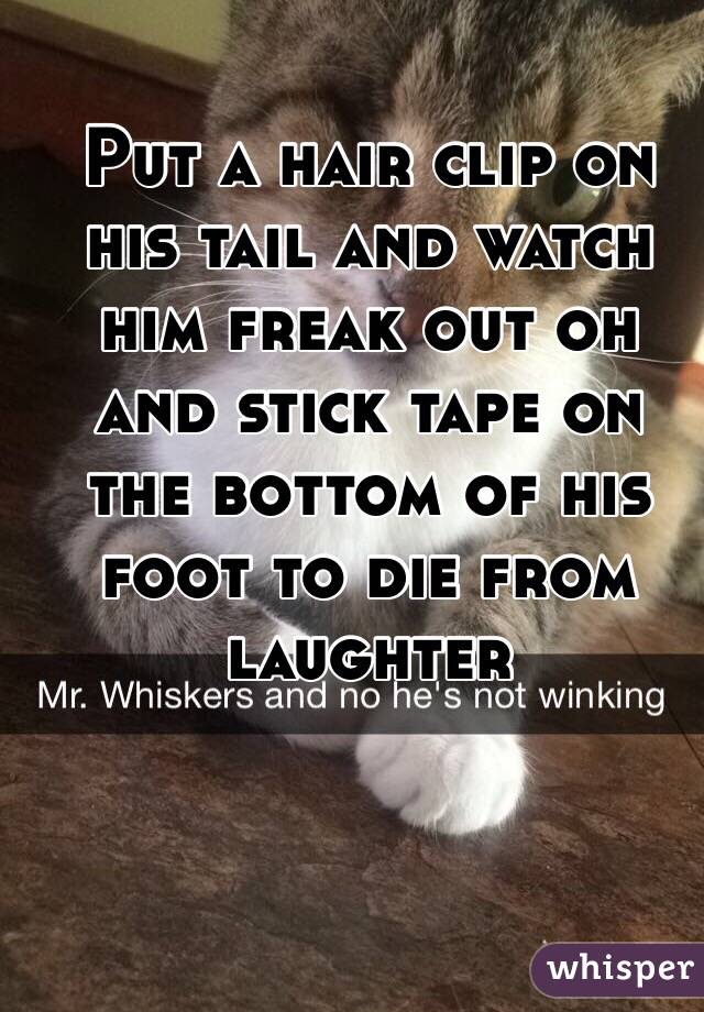 Put a hair clip on his tail and watch him freak out oh and stick tape on the bottom of his foot to die from laughter 