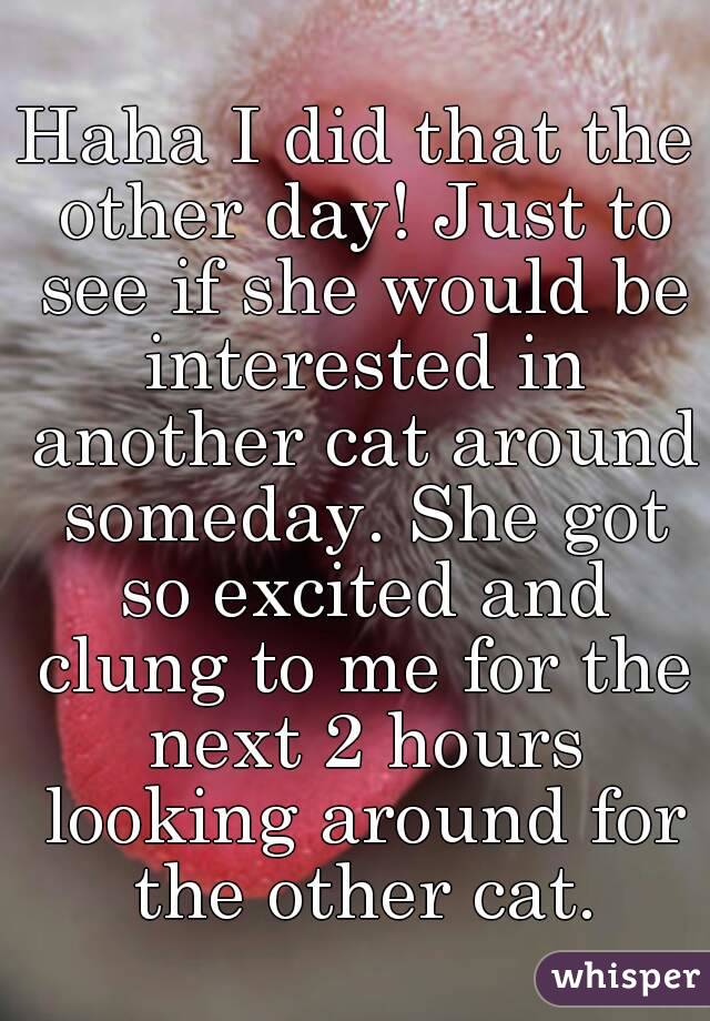 Haha I did that the other day! Just to see if she would be interested in another cat around someday. She got so excited and clung to me for the next 2 hours looking around for the other cat.