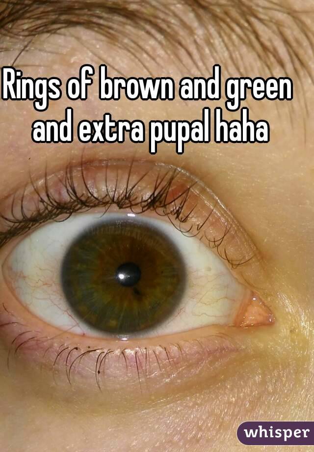 Rings of brown and green and extra pupal haha