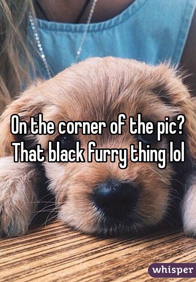 On the corner of the pic? 
That black furry thing lol 