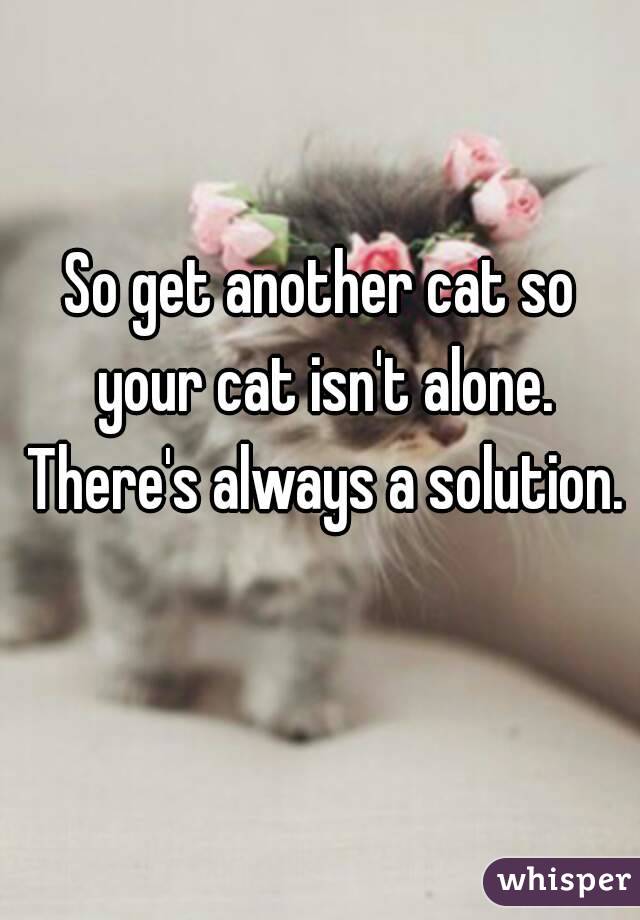 So get another cat so your cat isn't alone. There's always a solution. 