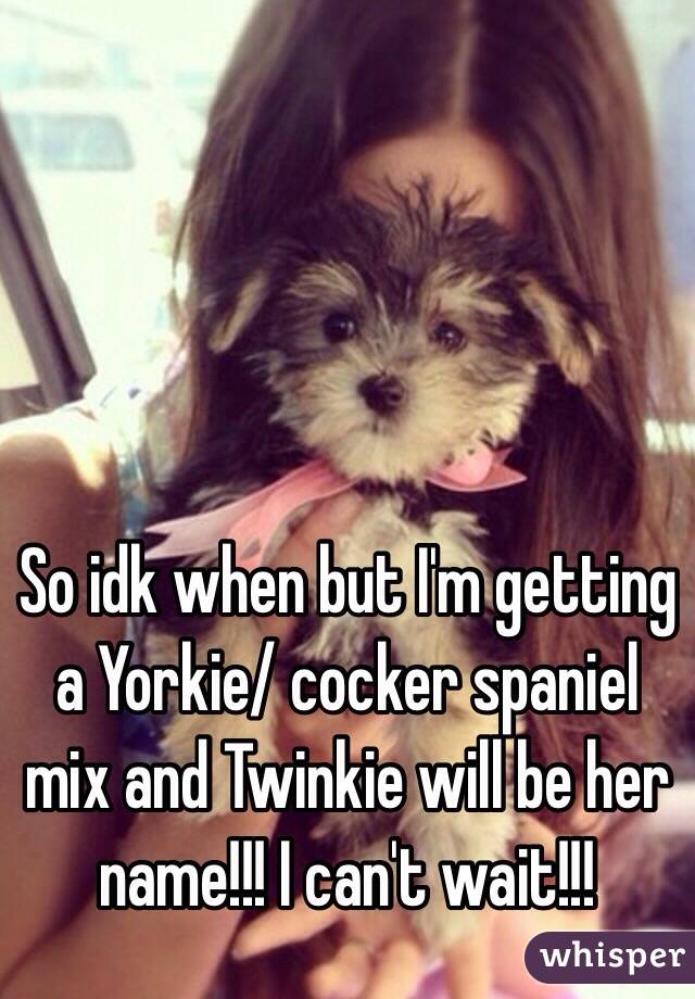 So idk when but I'm getting a Yorkie/ cocker spaniel mix and Twinkie will be her name!!! I can't wait!!!