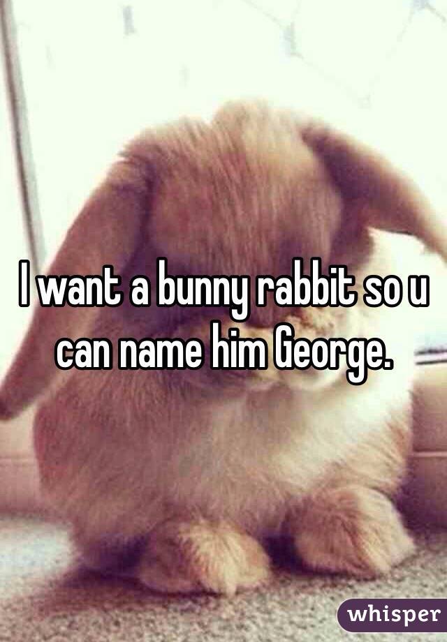 I want a bunny rabbit so u can name him George.