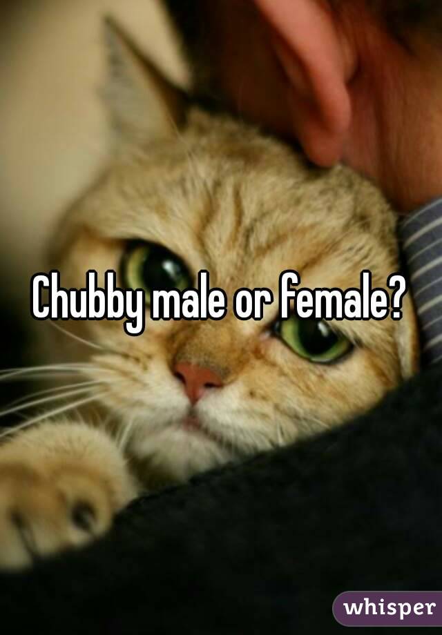 Chubby male or female?