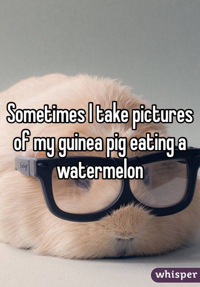 Sometimes I take pictures of my guinea pig eating a watermelon