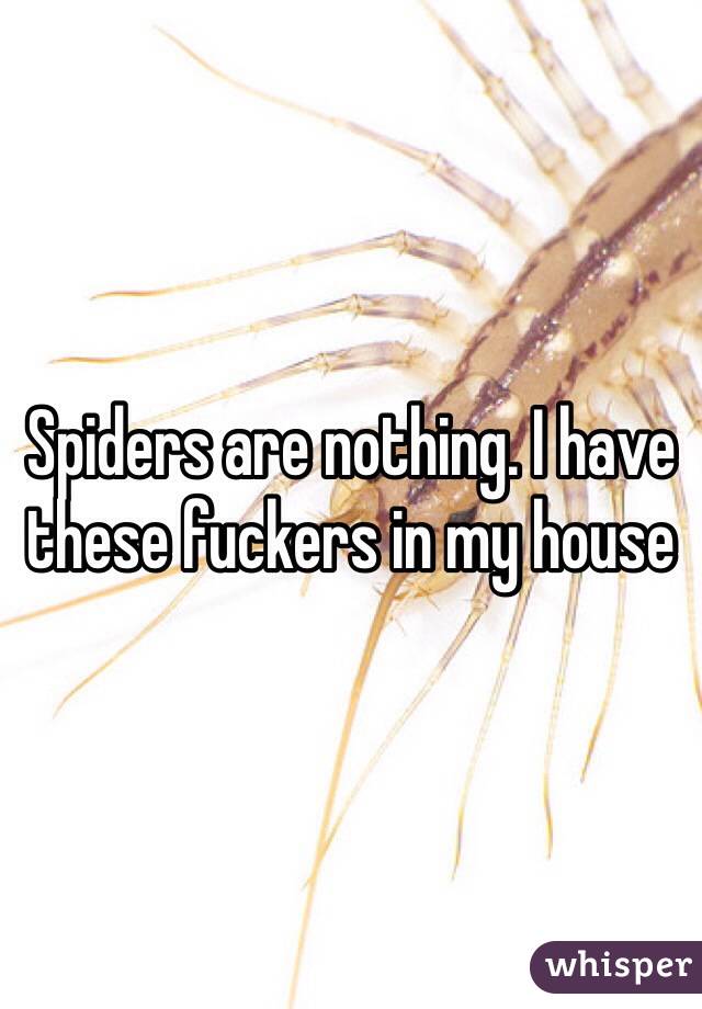 Spiders are nothing. I have these fuckers in my house 