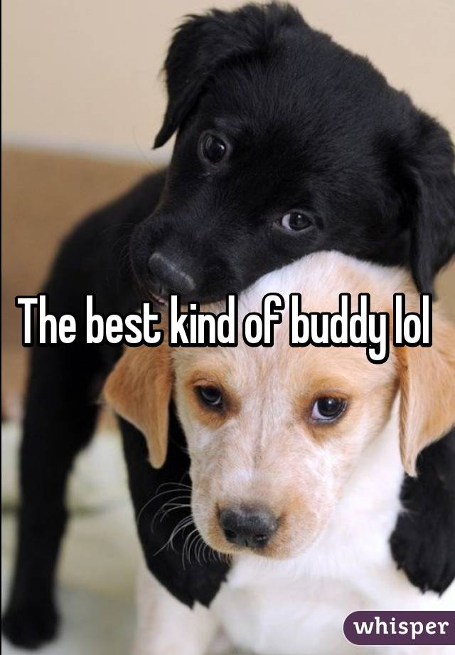 The best kind of buddy lol 