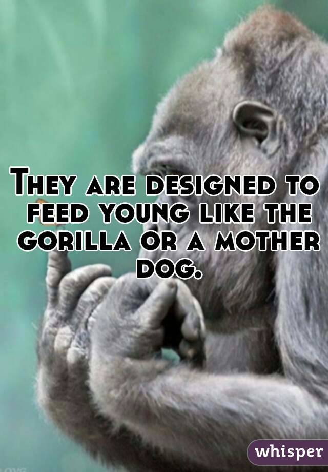 They are designed to feed young like the gorilla or a mother dog.