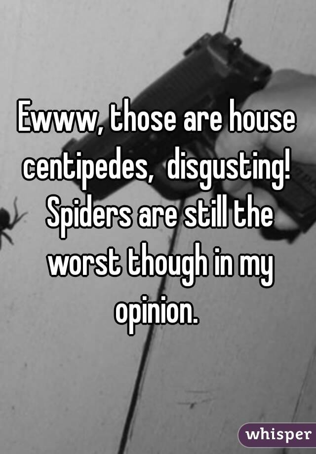 Ewww, those are house centipedes,  disgusting!  Spiders are still the worst though in my opinion. 