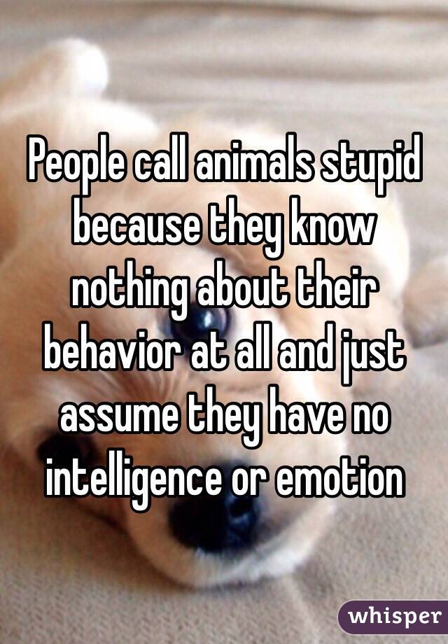 People call animals stupid because they know nothing about their behavior at all and just assume they have no intelligence or emotion