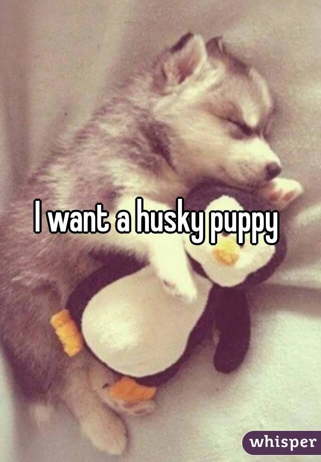 I want a husky puppy 