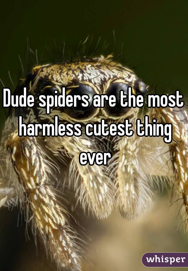 Dude spiders are the most harmless cutest thing ever