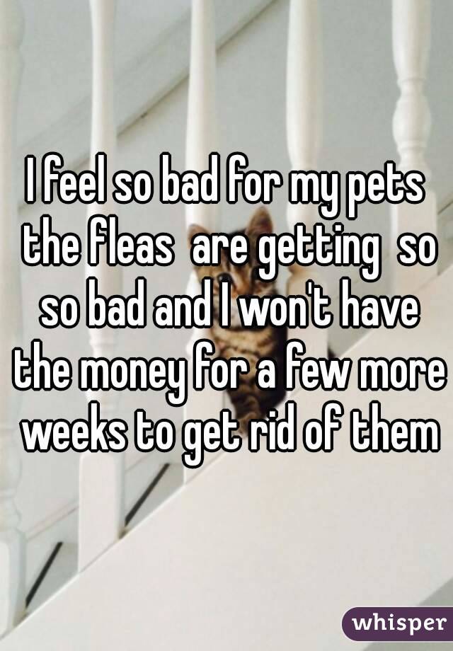 I feel so bad for my pets the fleas  are getting  so so bad and I won't have the money for a few more weeks to get rid of them