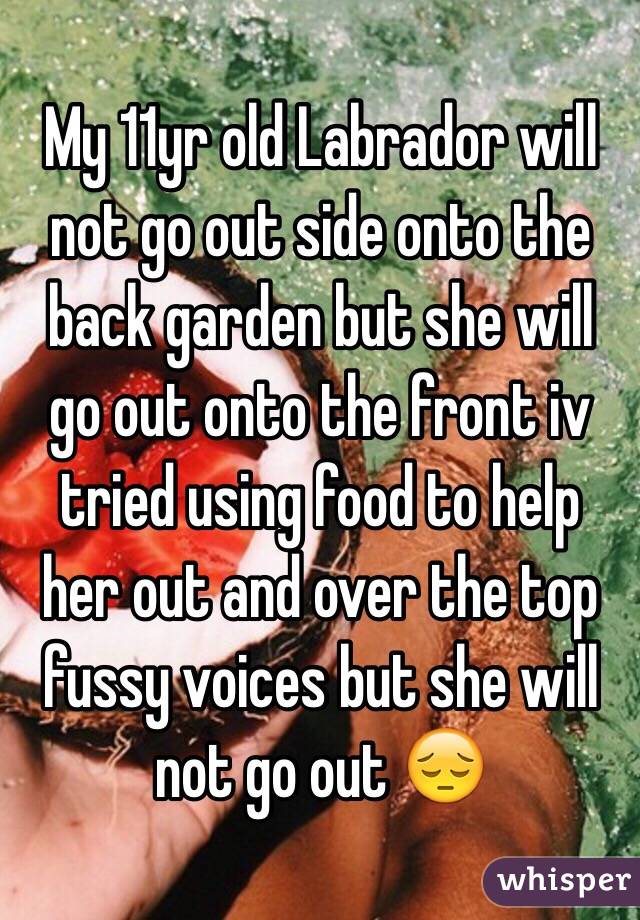 My 11yr old Labrador will not go out side onto the back garden but she will go out onto the front iv tried using food to help her out and over the top fussy voices but she will not go out 😔