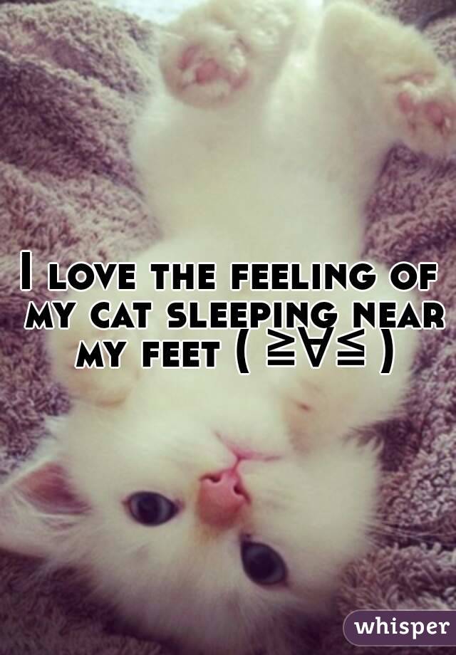 I love the feeling of my cat sleeping near my feet ( ≧∀≦ )