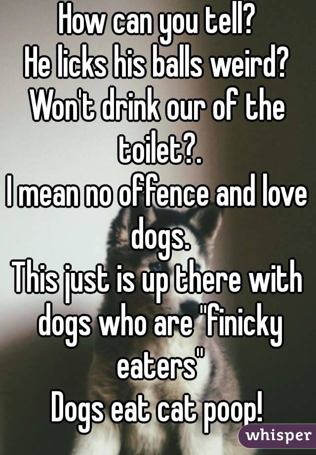 How can you tell?
He licks his balls weird?
Won't drink our of the toilet?.
I mean no offence and love dogs.
This just is up there with dogs who are "finicky eaters"
Dogs eat cat poop!