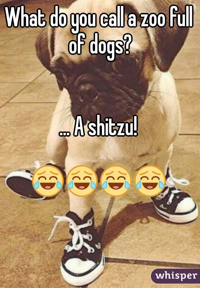 What do you call a zoo full of dogs?


... A shitzu!

😂😂😂😂