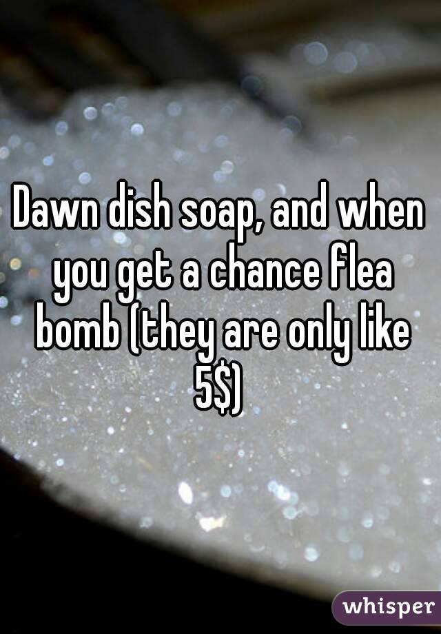 Dawn dish soap, and when you get a chance flea bomb (they are only like 5$) 