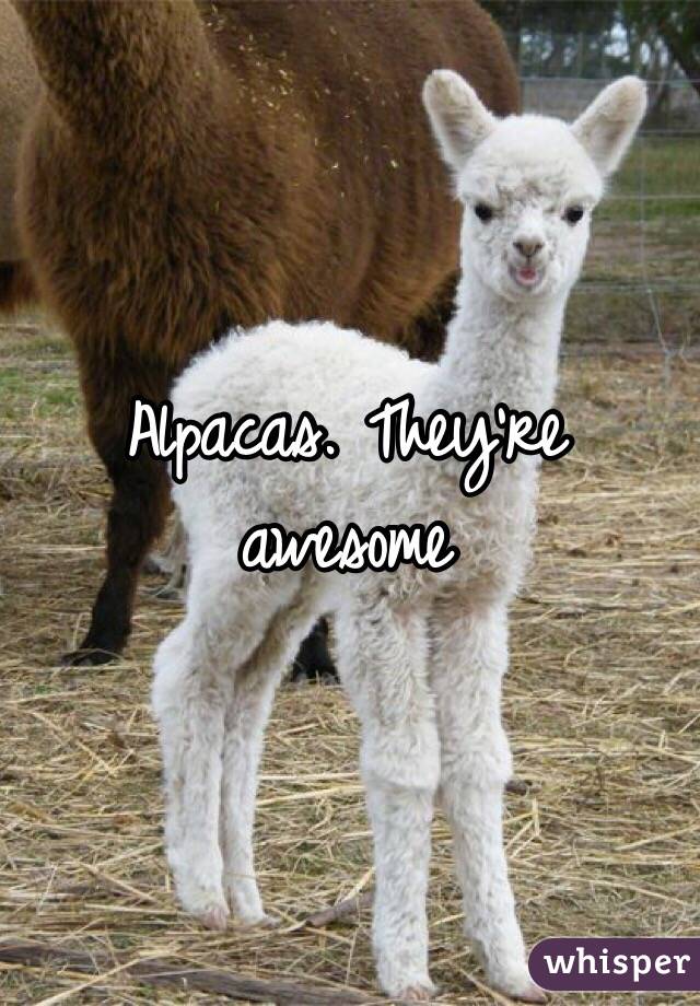 Alpacas. They're awesome