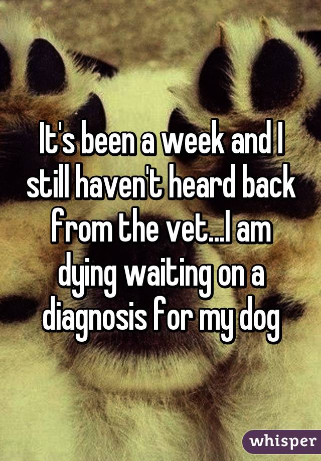 It's been a week and I still haven't heard back from the vet...I am dying waiting on a diagnosis for my dog