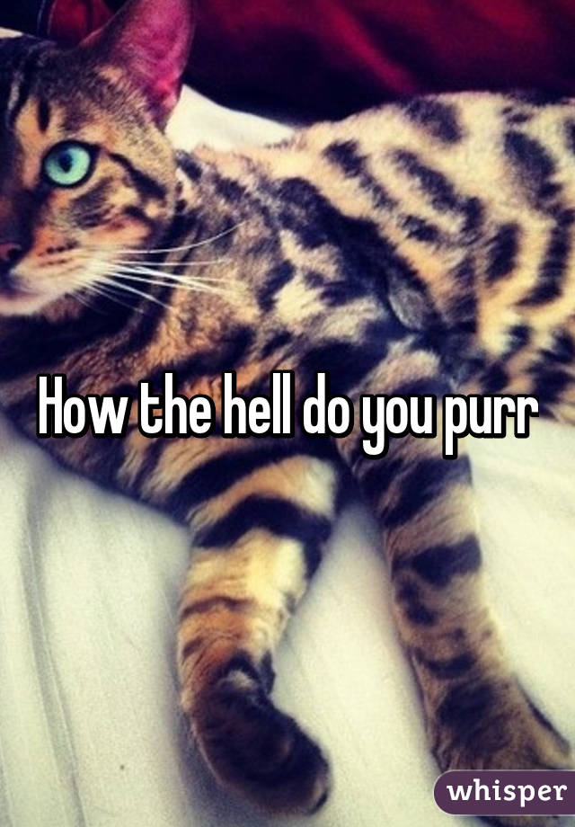 How the hell do you purr