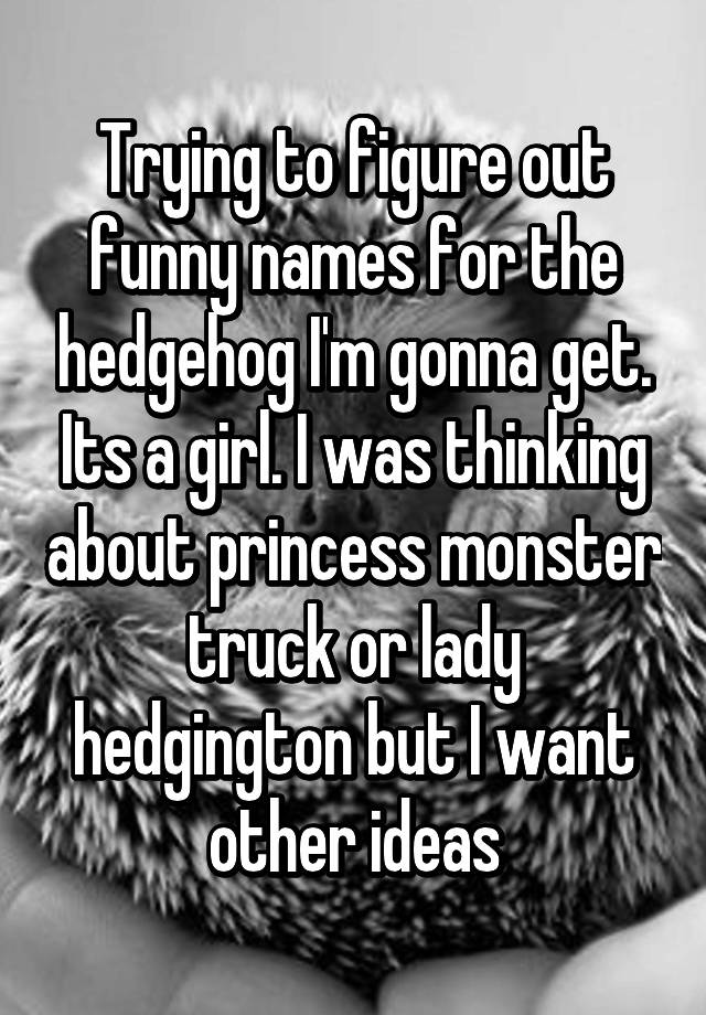 trying-to-figure-out-funny-names-for-the-hedgehog-i-m-gonna-get-its-a