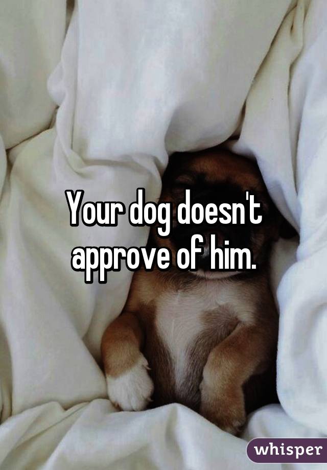 Your dog doesn't approve of him.