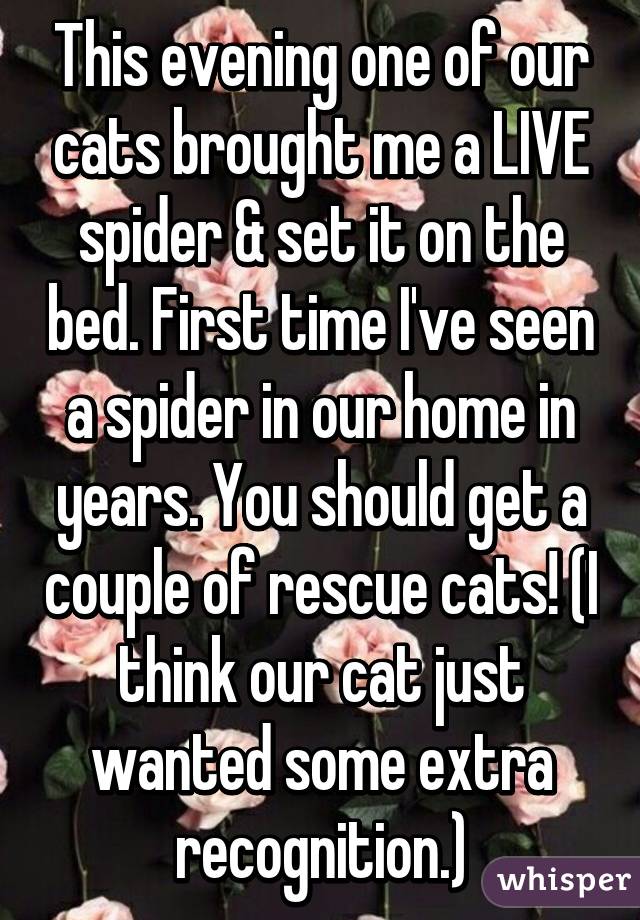 This evening one of our cats brought me a LIVE spider & set it on the bed. First time I've seen a spider in our home in years. You should get a couple of rescue cats! (I think our cat just wanted some extra recognition.)