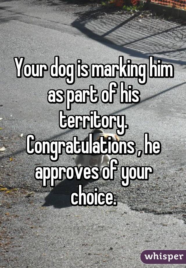 Your dog is marking him as part of his territory. Congratulations , he approves of your choice.
