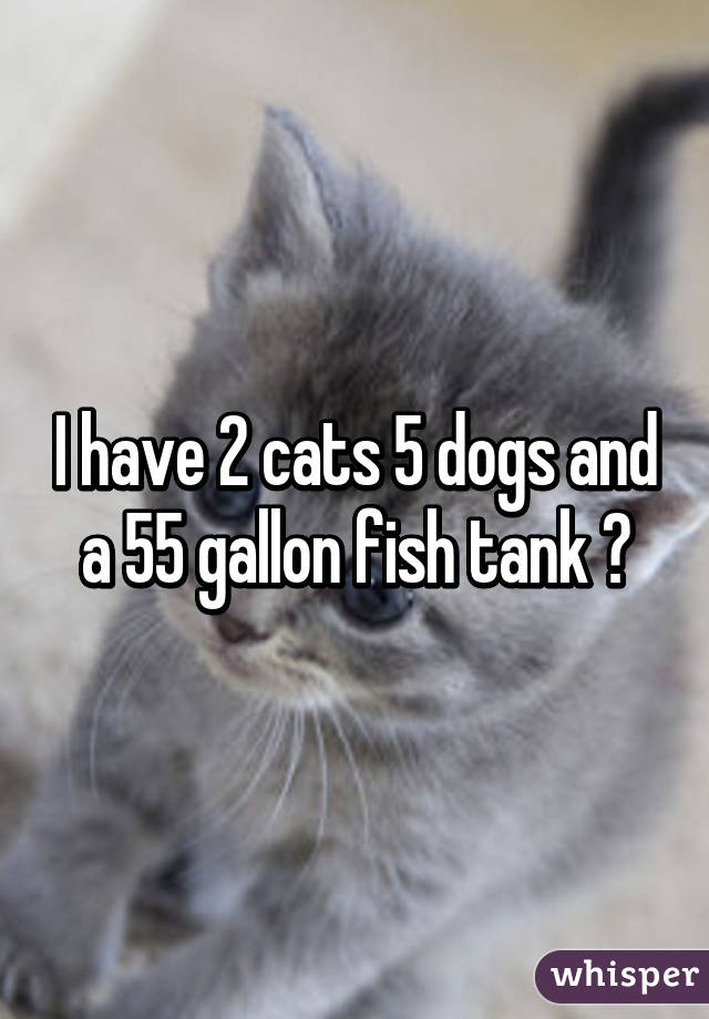 I have 2 cats 5 dogs and a 55 gallon fish tank 😁