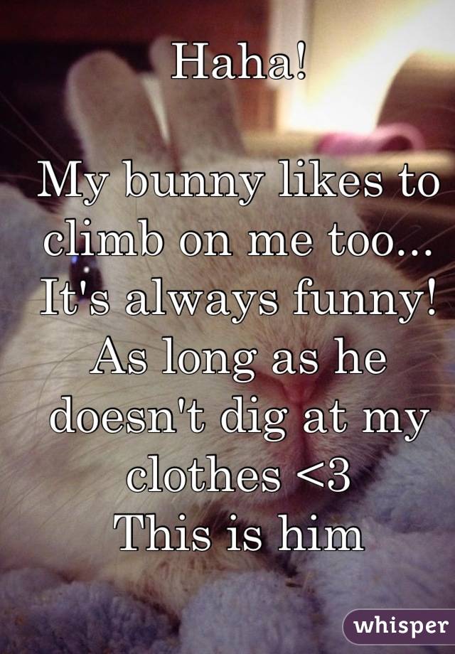 Haha!

My bunny likes to climb on me too... It's always funny! As long as he doesn't dig at my clothes <3
This is him