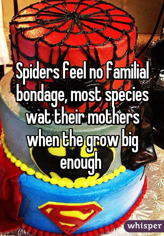 Spiders feel no familial bondage, most species wat their mothers when the grow big enough 