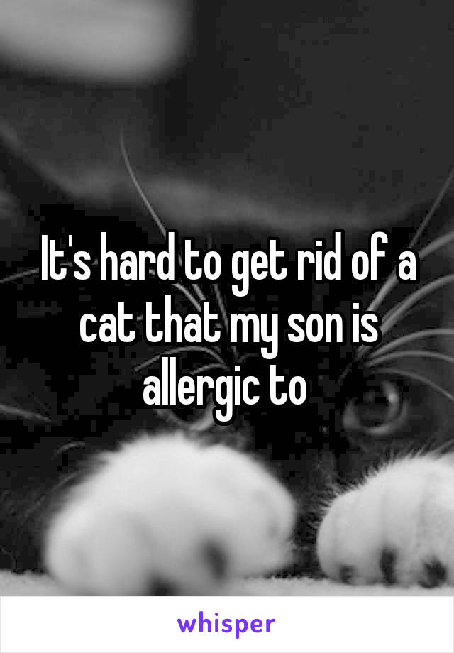 It's hard to get rid of a cat that my son is allergic to 