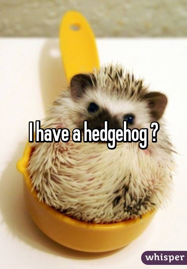 I have a hedgehog 🐻