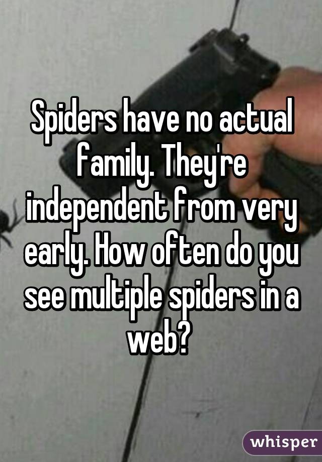 Spiders have no actual family. They're independent from very early. How often do you see multiple spiders in a web? 