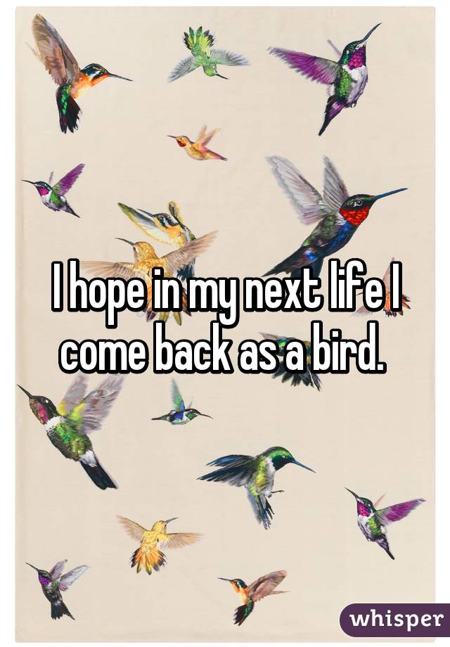 I hope in my next life I come back as a bird. 