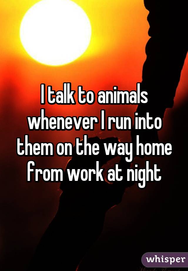 I talk to animals whenever I run into them on the way home from work at night