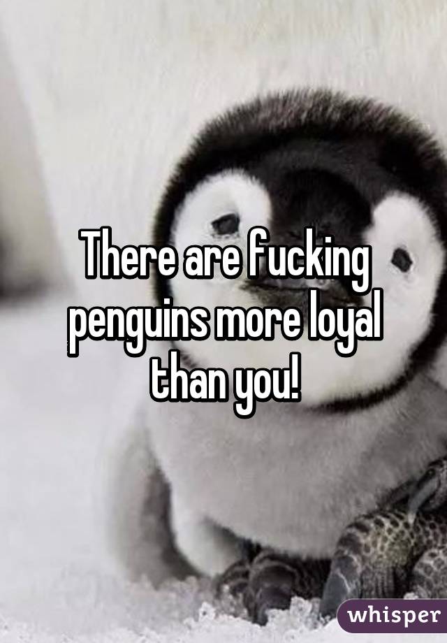 There are fucking penguins more loyal than you!