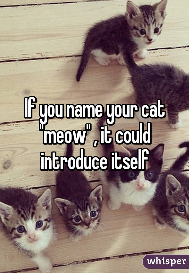 If you name your cat "meow" , it could introduce itself