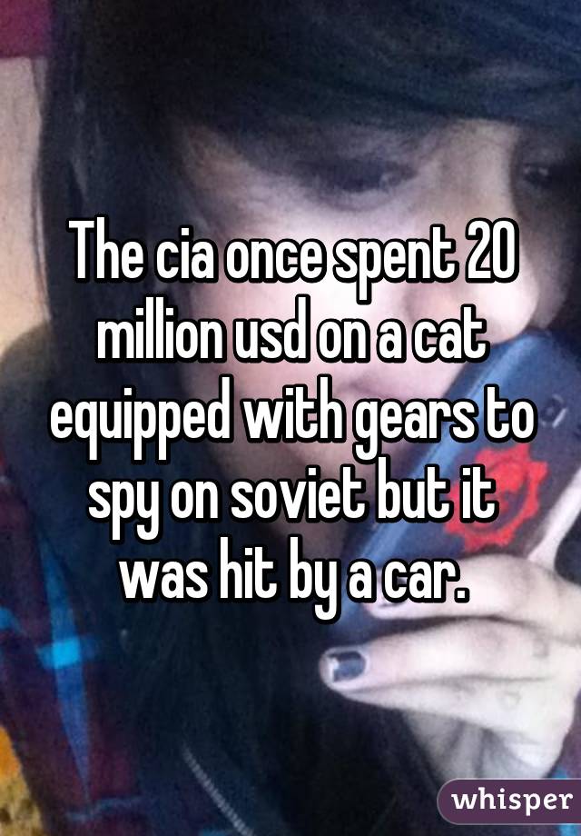 The cia once spent 20 million usd on a cat equipped with gears to spy on soviet but it was hit by a car.