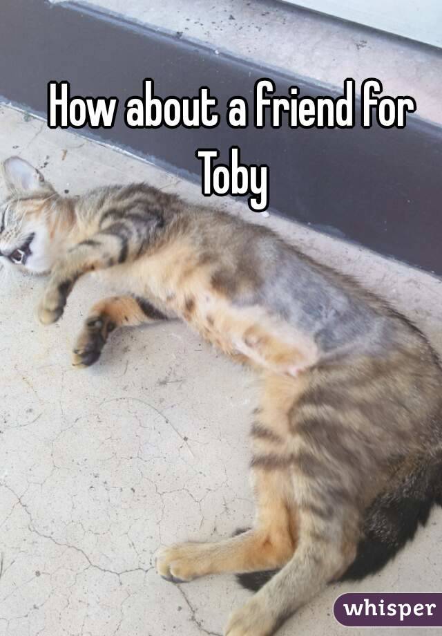 How about a friend for Toby 