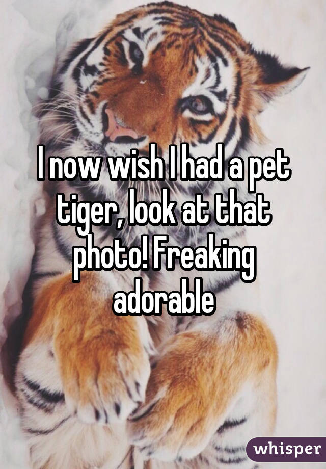 I now wish I had a pet tiger, look at that photo! Freaking adorable