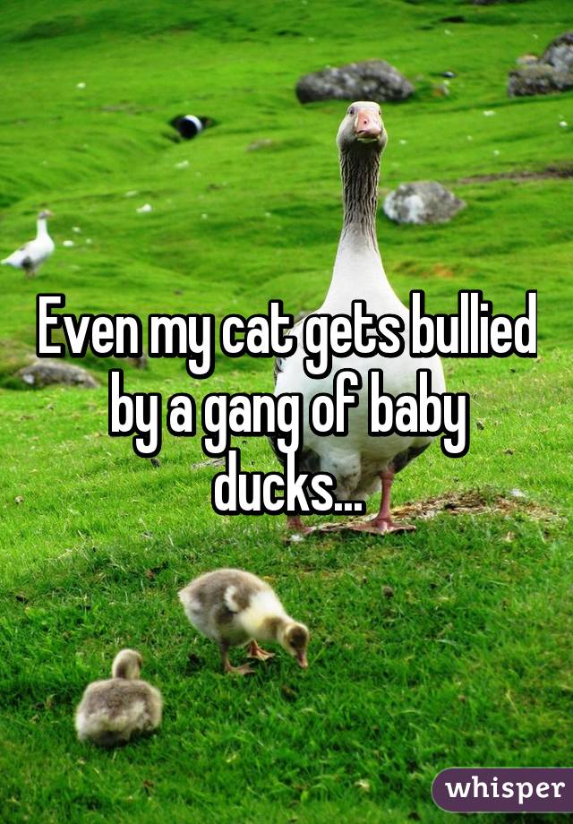 Even my cat gets bullied by a gang of baby ducks...